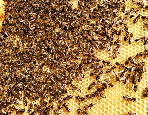 Textura Hexágono Fondo Panal Cera Una Colmena Abejas Llena Miel —  Fotos de Stock