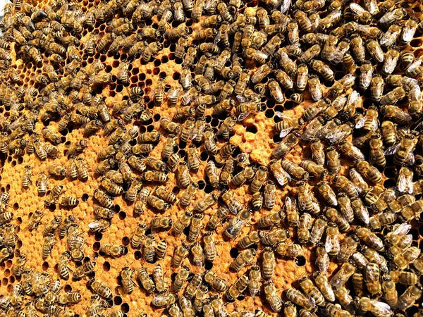 Textura Hexágono Fondo Panal Cera Una Colmena Abejas Llena Miel — Foto de Stock