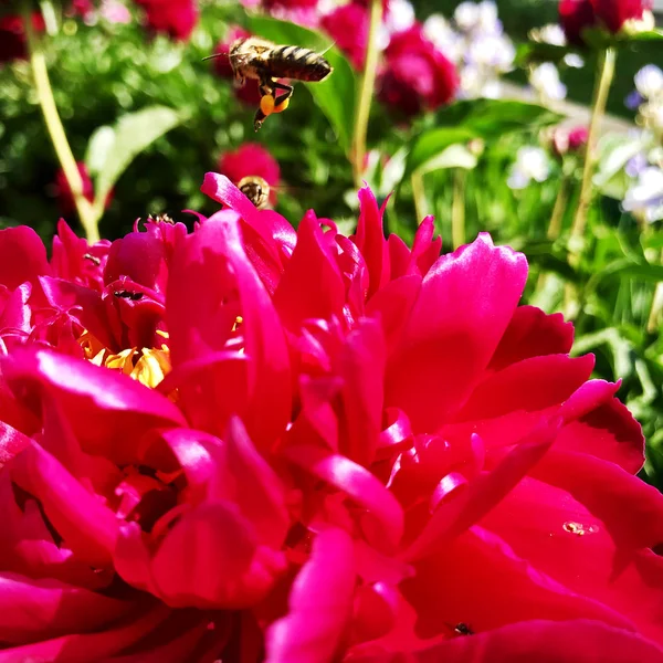 Foto Colorida Mostra Florescendo Peônia Flor Com Folhas Flora Aroma — Fotografia de Stock