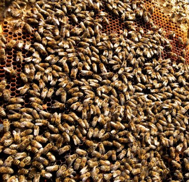 Arka plan altıgen doku, balmumu petek arı kovanı üzerinden altın bal ile dolu. Makro fotoğrafçılık balmumu, arı kovanı gelen sarı tatlı ballar oluşan petek. Arılar peteğin tatlım nektarı