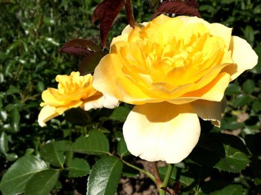 Yeşil yaprakları ile sıradışı aroma buket flora gül çiçek çiçek açan renkli fotoğraf gösterileri. Çiçek pistil, ercik yeşil çimenlerin üzerinde oluşan gül deseni. Botanik çiçek demet gül çiçek.