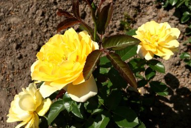 Yeşil yaprakları ile sıradışı aroma buket flora gül çiçek çiçek açan renkli fotoğraf gösterileri. Çiçek pistil, ercik yeşil çimenlerin üzerinde oluşan gül deseni. Botanik çiçek demet gül çiçek.