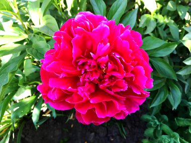 Çiçek şakayık yaprakları, sıradışı aroma buket flora ile çiçeklenme renkli fotoğraf gösterileri. Çiçek şakayık deseni pistil, ercik yeşil çimenlerin üzerinde oluşan. Botanik çiçek grup peonies çıtır.