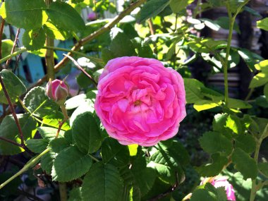 Yeşil yaprakları ile sıradışı aroma buket flora gül çiçek çiçek açan renkli fotoğraf gösterileri. Çiçek pistil, ercik yeşil çimenlerin üzerinde oluşan gül deseni. Botanik çiçek demet gül çiçek.