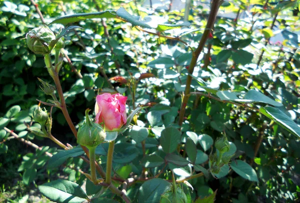 Colorful Photo Shows Blooming Flower Rose Green Leaves Unusual Aroma — Stock Photo, Image