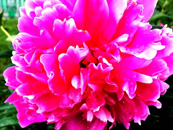 Foto Colorida Muestra Peonía Floreciente Flor Con Las Hojas Flora —  Fotos de Stock