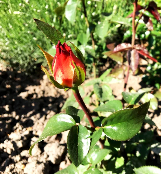 Photo Colorée Montre Fleur Fleurie Rose Avec Des Feuilles Vertes — Photo