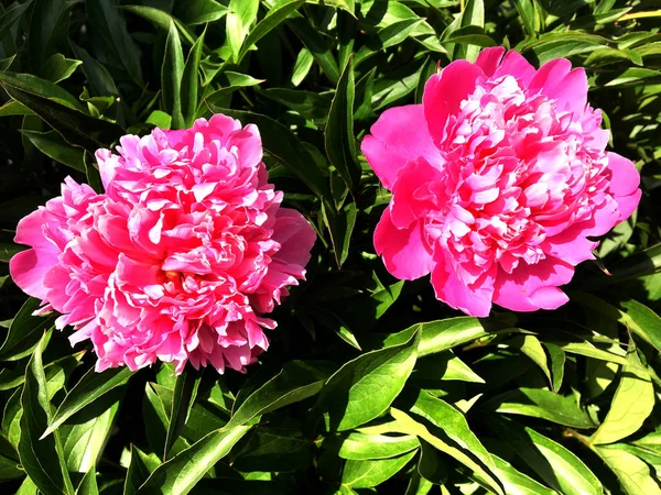 Кольорові Фото Показують Квітучу Квіткову Півонію Листям Незвичайну Флору Букетів — стокове фото