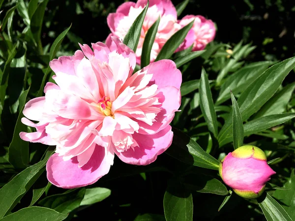 カラフルな写真は 珍しい香りの花束植物の葉でシャクヤクの花の開花を示しています 花の牡丹柄が雌しべ 雄しべは緑の草の上から成る 牡丹の花の植物の花の束 — ストック写真