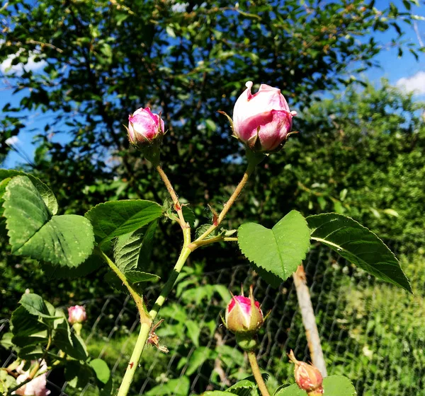 カラフルな写真は 緑の葉 珍しい香りの花束植物とバラの花を咲くを示しています 花柄はバラ 雌しべ 雄しべは緑の草の上から成る バラの花の植物の花の束 — ストック写真