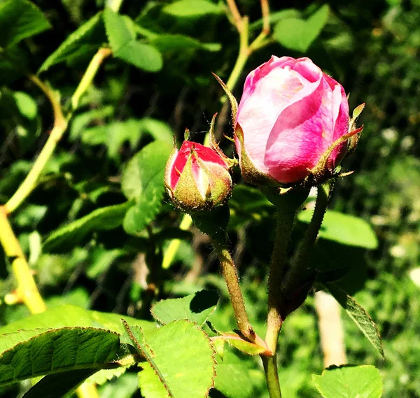 Photo Colorée Montre Fleur Fleurie Rose Avec Des Feuilles Vertes — Photo