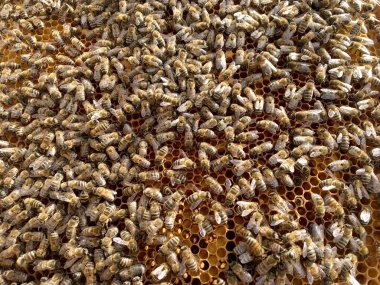 Arka plan altıgen doku, balmumu petek arı kovanı üzerinden altın bal ile dolu. Makro fotoğrafçılık balmumu, arı kovanı gelen sarı tatlı ballar oluşan petek. Arılar peteğin tatlım nektarı