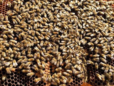 Arka plan altıgen doku, balmumu petek arı kovanı üzerinden altın bal ile dolu. Makro fotoğrafçılık balmumu, arı kovanı gelen sarı tatlı ballar oluşan petek. Arılar peteğin tatlım nektarı