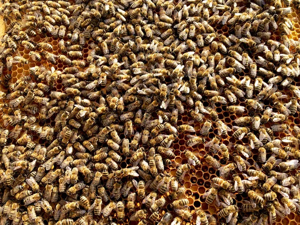 Background Hexagon Texture Wax Honeycomb Bee Hive Filled Golden Honey — Stock Photo, Image