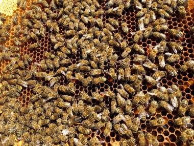 Arka plan altıgen doku, balmumu petek arı kovanı üzerinden altın bal ile dolu. Makro fotoğrafçılık balmumu, arı kovanı gelen sarı tatlı ballar oluşan petek. Arılar peteğin tatlım nektarı