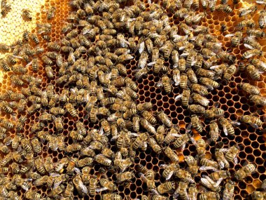 Arka plan altıgen doku, balmumu petek arı kovanı üzerinden altın bal ile dolu. Makro fotoğrafçılık balmumu, arı kovanı gelen sarı tatlı ballar oluşan petek. Arılar peteğin tatlım nektarı