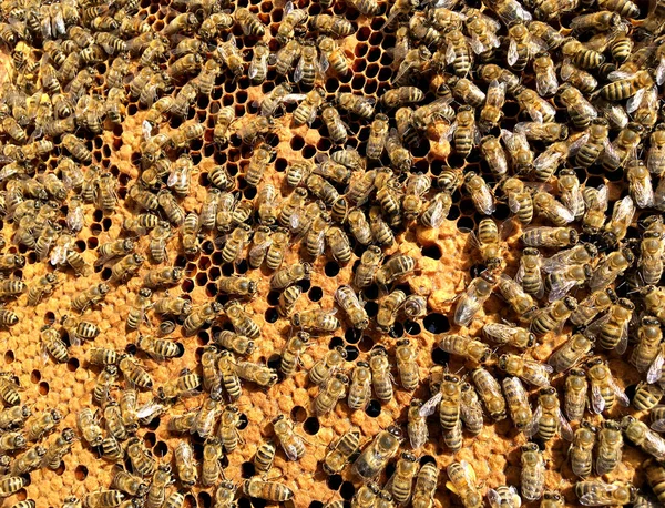 Hintergrund Sechseck Textur Wachswaben Aus Einem Bienenstock Mit Goldenem Honig — Stockfoto