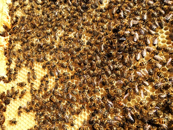 Zeshoek Achtergrondstructuur Wax Honingraat Van Een Bee Hive Gevuld Met — Stockfoto