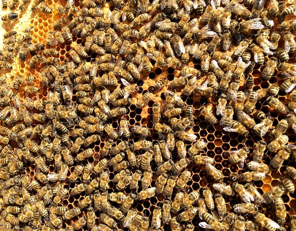 Zeshoek Achtergrondstructuur Wax Honingraat Van Een Bee Hive Gevuld Met — Stockfoto