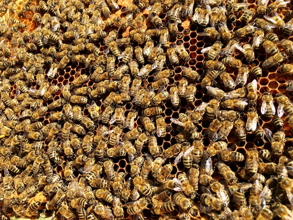 Textura Hexágono Fondo Panal Cera Una Colmena Abejas Llena Miel — Foto de Stock