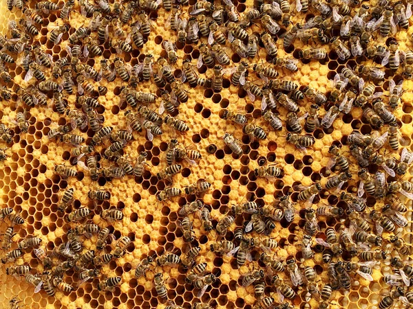 Zeshoek Achtergrondstructuur Wax Honingraat Van Een Bee Hive Gevuld Met — Stockfoto