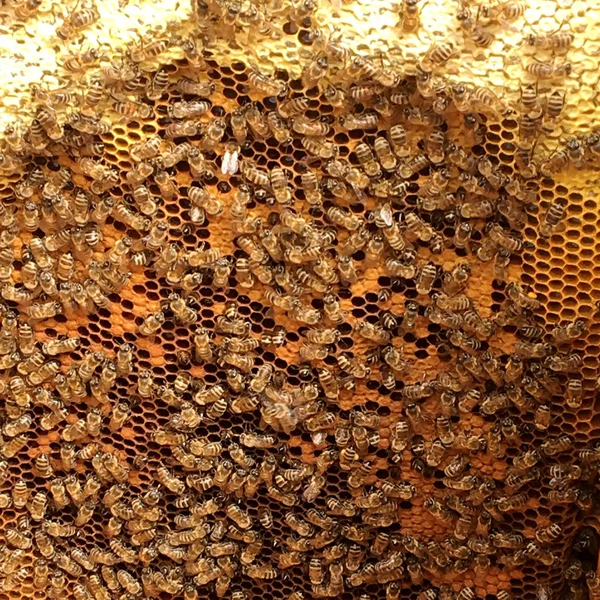 Background Hexagon Texture Wax Honeycomb Bee Hive Filled Golden Honey — Stock Photo, Image