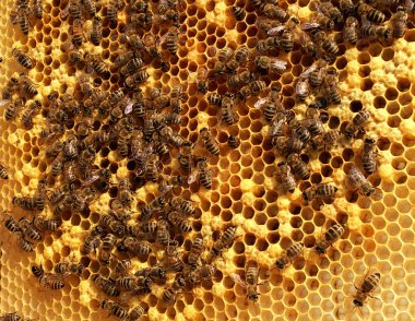 Arka plan altıgen doku, balmumu petek arı kovanı üzerinden altın bal ile dolu. Makro fotoğrafçılık balmumu, arı kovanı sarı tatlı baldan oluşan petek. Arılar peteğin tatlım nektarı.