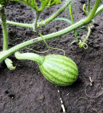 Fotoğraf kırmızı eti dışarı toprak büyüyen ile bütün genç yeşil meyve karpuz gösterir. Doğal tatlı Sıvı gıdaların oluşan karpuz fotoğraf. Lezzetli yaz tropikal berry karpuz yemek.