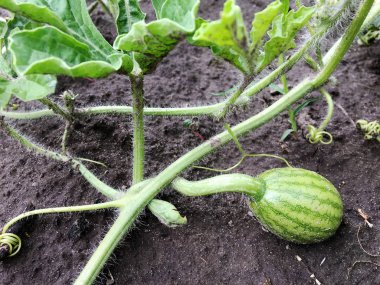 Fotoğraf kırmızı eti dışarı toprak büyüyen ile bütün genç yeşil meyve karpuz gösterir. Doğal tatlı Sıvı gıdaların oluşan karpuz fotoğraf. Lezzetli yaz tropikal berry karpuz yemek.