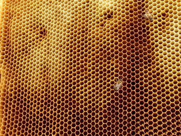 Textura Hexágono Fondo Panal Cera Una Colmena Abejas Llena Miel —  Fotos de Stock