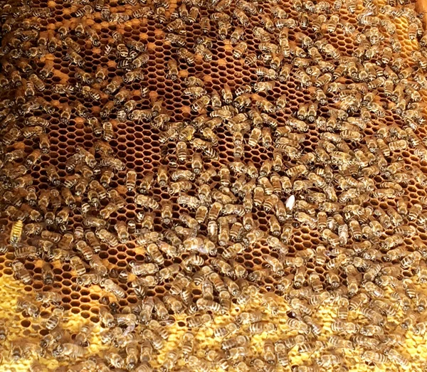 Zeshoek Achtergrondstructuur Wax Honingraat Van Een Bee Hive Gevuld Met — Stockfoto