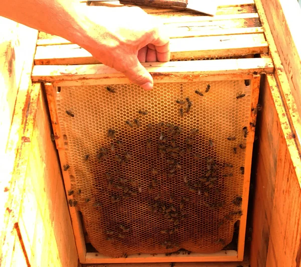 Background Hexagon Texture Wax Honeycomb Bee Hive Filled Golden Honey — Stock Photo, Image