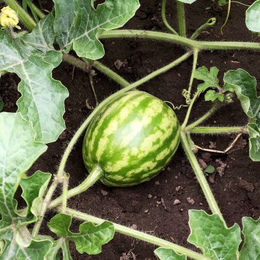 Fotoğraf kırmızı eti dışarı toprak büyüyen ile bütün genç yeşil meyve karpuz gösterir. Doğal tatlı Sıvı gıdaların oluşan karpuz fotoğraf. Lezzetli yaz tropikal berry karpuz yemek.