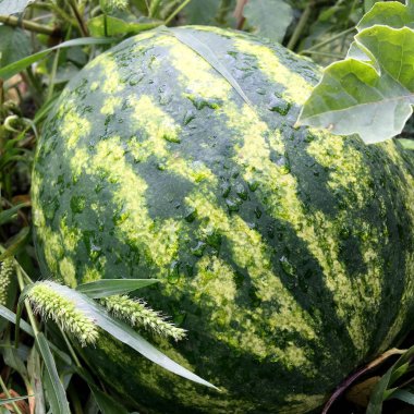 Fotoğraf kırmızı eti dışarı toprak büyüyen ile bütün genç yeşil meyve karpuz gösterir. Doğal tatlı Sıvı gıdaların oluşan karpuz fotoğraf. Lezzetli yaz tropikal berry karpuz yemek.