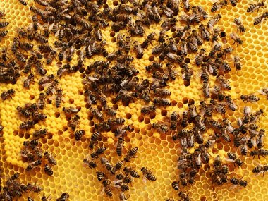 Arka plan altıgen doku, balmumu petek arı kovanı üzerinden altın bal ile dolu. Makro fotoğrafçılık balmumu, arı kovanı sarı tatlı baldan oluşan petek. Arılar peteğin tatlım nektarı.