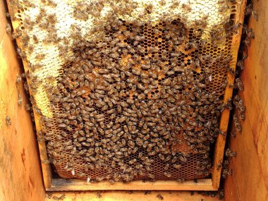 Arka plan altıgen doku, balmumu petek arı kovanı üzerinden altın bal ile dolu. Makro fotoğrafçılık balmumu, arı kovanı sarı tatlı baldan oluşan petek. Arılar peteğin tatlım nektarı.