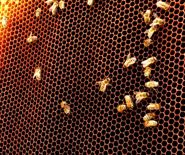 Hexagon Bakgrundsstruktur Vax Honeycomb Från Bikupa Fylld Med Gyllene Honung — Stockfoto