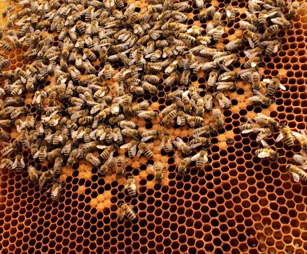背景六角纹理 蜡蜂窝从一个蜂蜂巢充满金色蜂蜜 蜂窝状宏摄影 由蜂巢中的蜂蜡 黄色甜蜂蜜组成 蜜蜂蜂蜜花蜜蜂窝 — 图库照片
