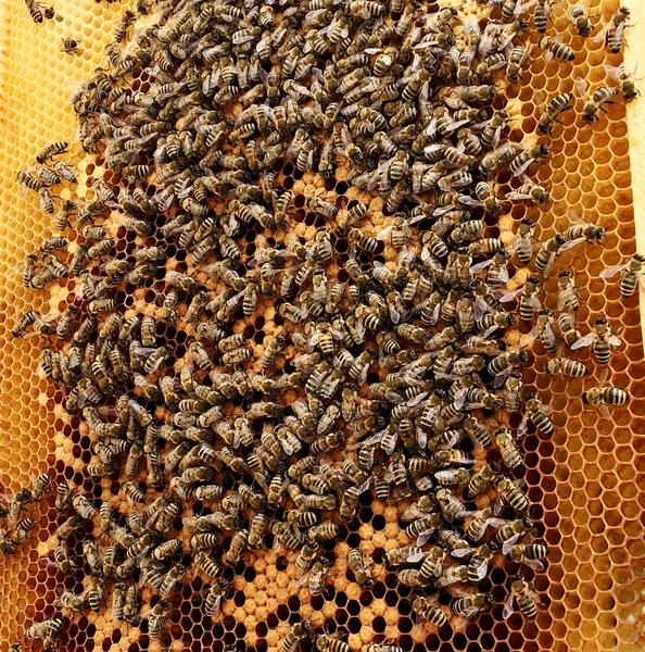 背景六角纹理 蜡蜂窝从一个蜂蜂巢充满金色蜂蜜 蜂窝状宏摄影 由蜂巢中的蜂蜡 黄色甜蜂蜜组成 蜜蜂蜂蜜花蜜蜂窝 — 图库照片