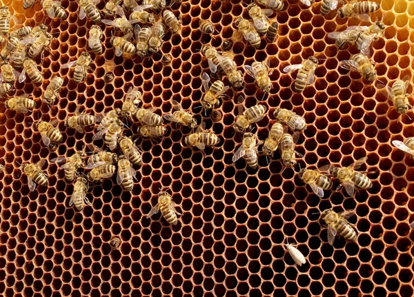 Textura Hexágono Fondo Panal Cera Una Colmena Abejas Llena Miel —  Fotos de Stock