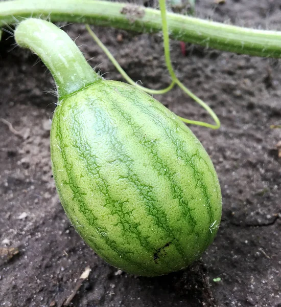 Photography Shows Whole Young Green Fruit Watermelon Red Flesh Growing — Stock Photo, Image