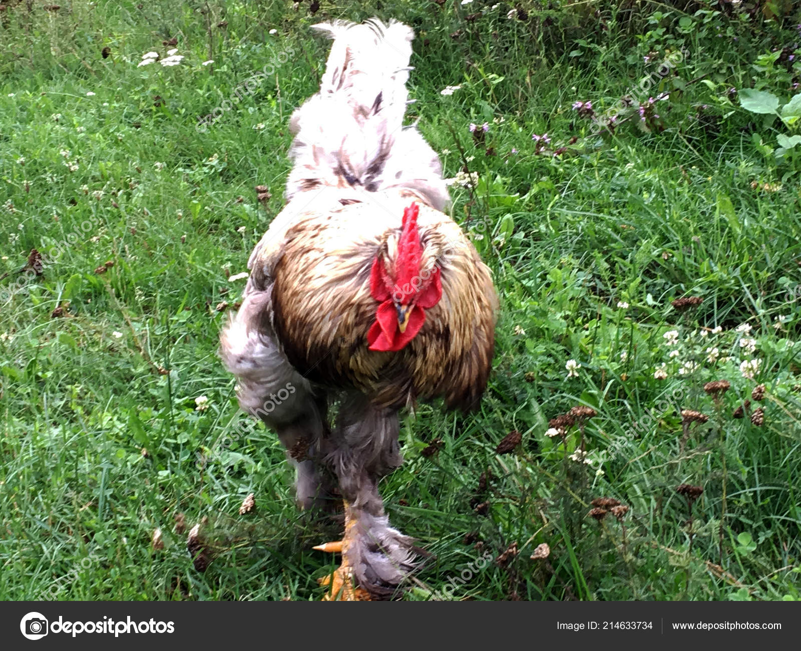 Coq Oiseaux Recherche Nourriture Dans Herbe Verte Sur Basse