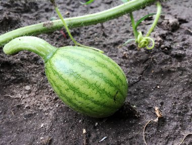 Fotoğraf kırmızı eti dışarı toprak büyüyen ile bütün genç yeşil meyve karpuz gösterir. Doğal tatlı Sıvı gıdaların oluşan karpuz fotoğraf. Lezzetli yaz tropikal berry karpuz yemek.
