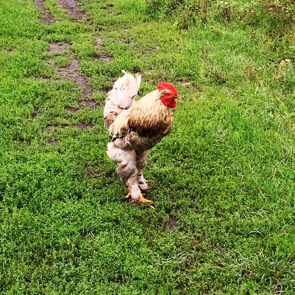 Bird Rooster Looking Food Green Grass Traditional Rural Barnyard Rooster — Stock Photo, Image