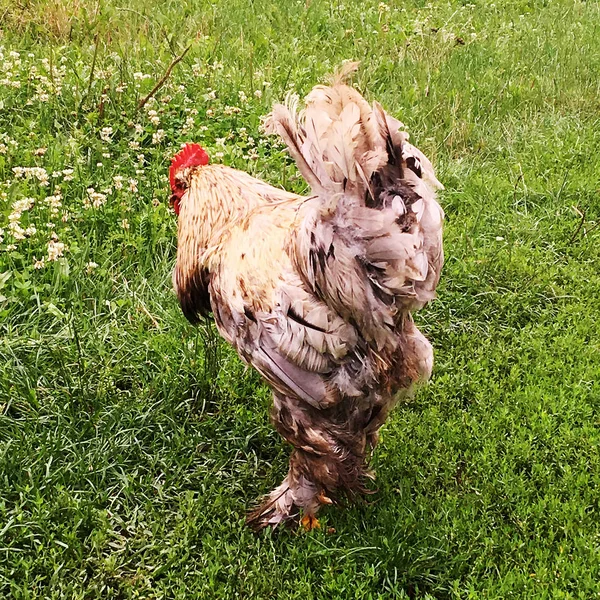 鳥酉伝統的な農村部の農場で緑の草に食べ物を探してします コックの黄色いくちばし 白いフワフワした羽の赤いとさかのオンドリ 美しい長い尾を持つ鶏鶏 鶏動物のコック — ストック写真
