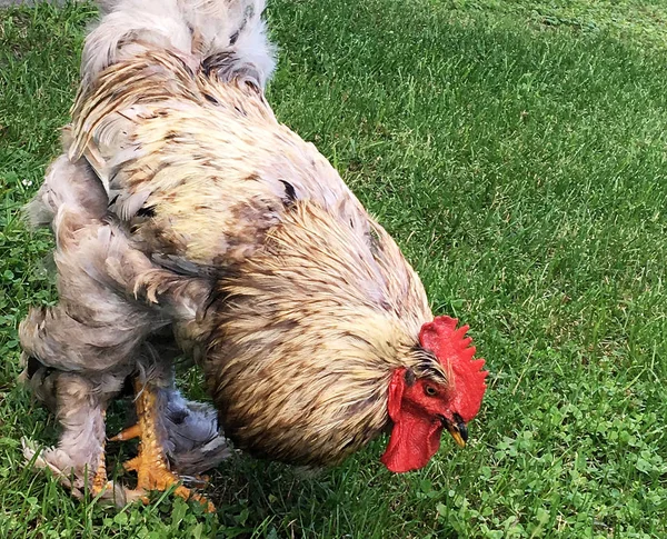 Jídlo Zelené Trávě Tradiční Venkovské Barnyard Kohout Pták Kohout Červeným — Stock fotografie