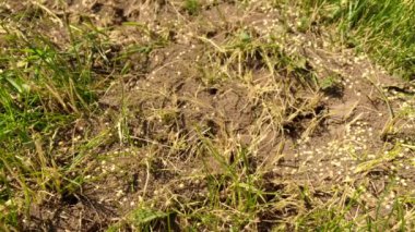 Vahşi kahverengi karıncalar karınca yuvalarının etrafında toplanıyor. Ormanda kuru yaprakların arasında Anthill. Emmet 'te çalışan böcekler yerdeki deliğin etrafında koşuyorlar, makro karınca yuvası. Karınca yuvasında karınca yuvası.