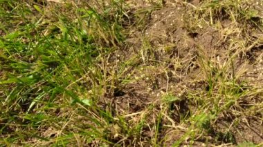 Vahşi kahverengi karıncalar karınca yuvalarının etrafında toplanıyor. Ormanda kuru yaprakların arasında Anthill. Emmet 'te çalışan böcekler yerdeki deliğin etrafında koşuyorlar, makro karınca yuvası. Karınca yuvasında karınca yuvası.