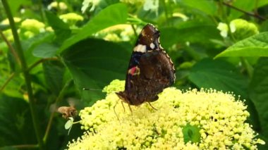 Büyük siyah kelebek Monarch çiçekli bitki yürür ve besleme sonra yeşil yaprakları. Güzel parlak kanatlarını sallayarak bir çiçek uçan Kelebek monarch. Bıyıklı kelebek uçup.