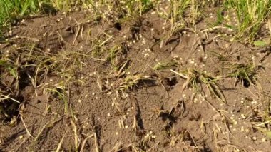 Vahşi kahverengi karıncalar karınca yuvalarının etrafında toplanıyor. Ormanda kuru yaprakların arasında Anthill. Emmet 'te çalışan böcekler yerdeki deliğin etrafında koşuyorlar, makro karınca yuvası. Karınca yuvasında karınca yuvası.